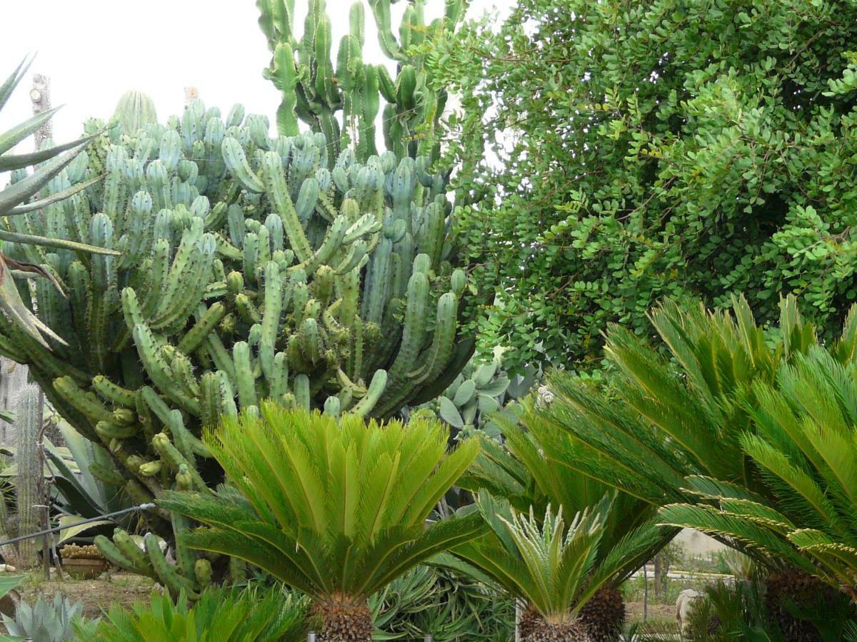 Villa Yucca Avola Ngoại thất bức ảnh