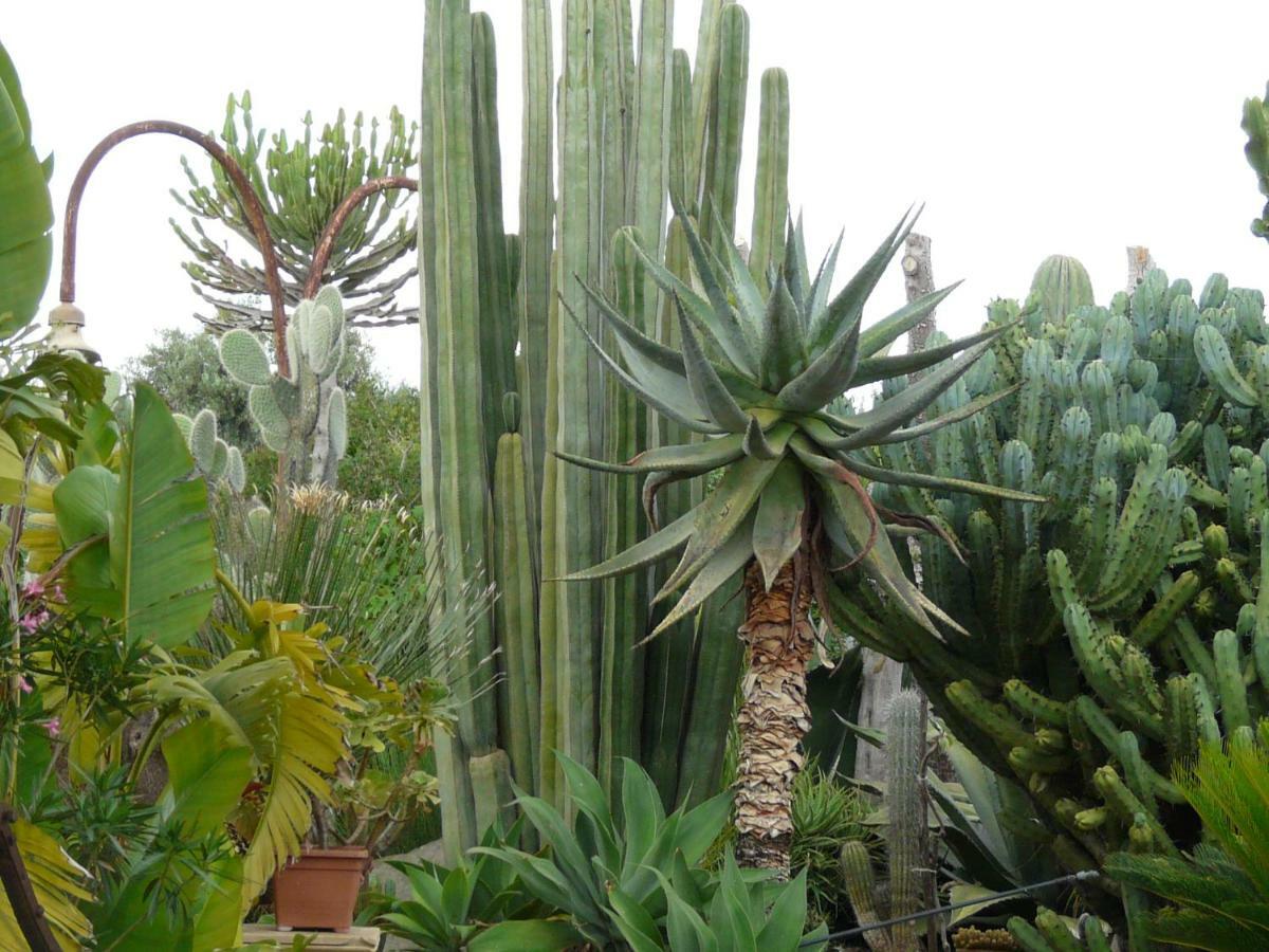 Villa Yucca Avola Ngoại thất bức ảnh