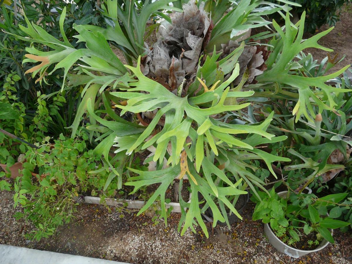Villa Yucca Avola Ngoại thất bức ảnh